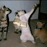 awOanOdS-Fk-channel-avatar-Book Cat