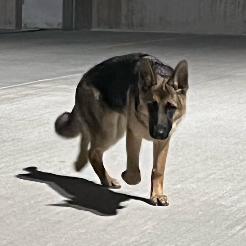 Mutu