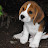 daisy beagle girl