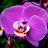 @purpleorchid9656