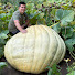 5AOfhdj6Z-M-channel-avatar-Big E Giant Pumpkins 