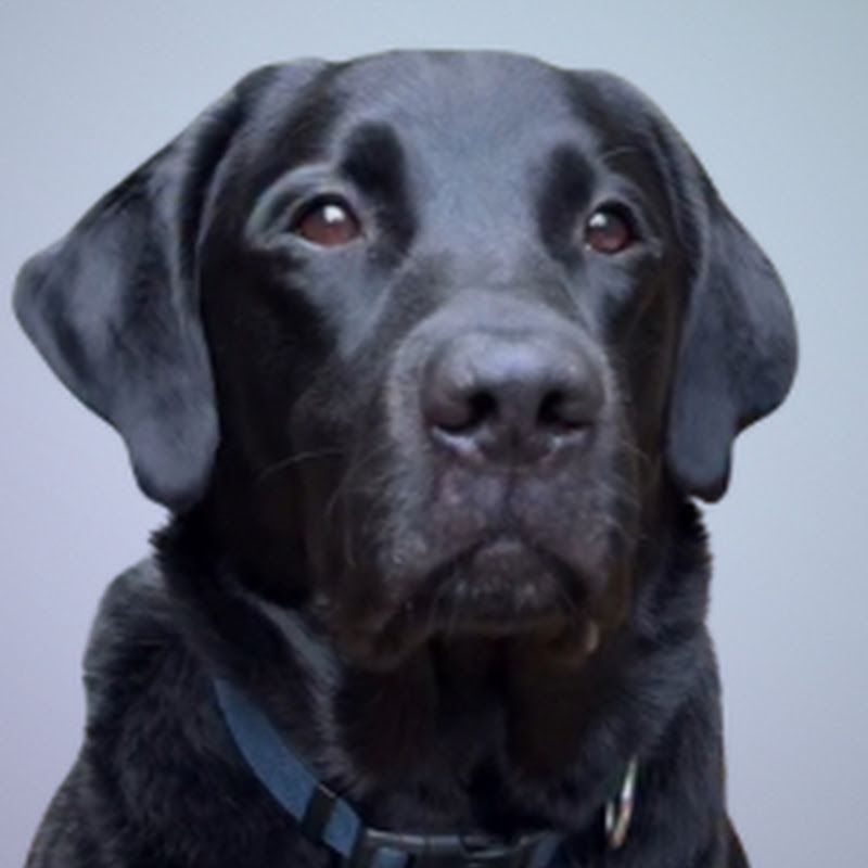 The Lab Named Duke