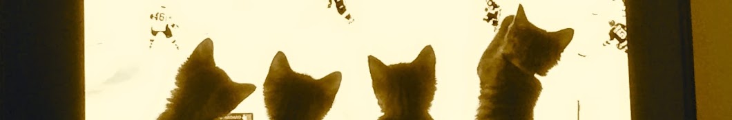 Shelter Cats and Kittens YouTube-Kanal-Avatar