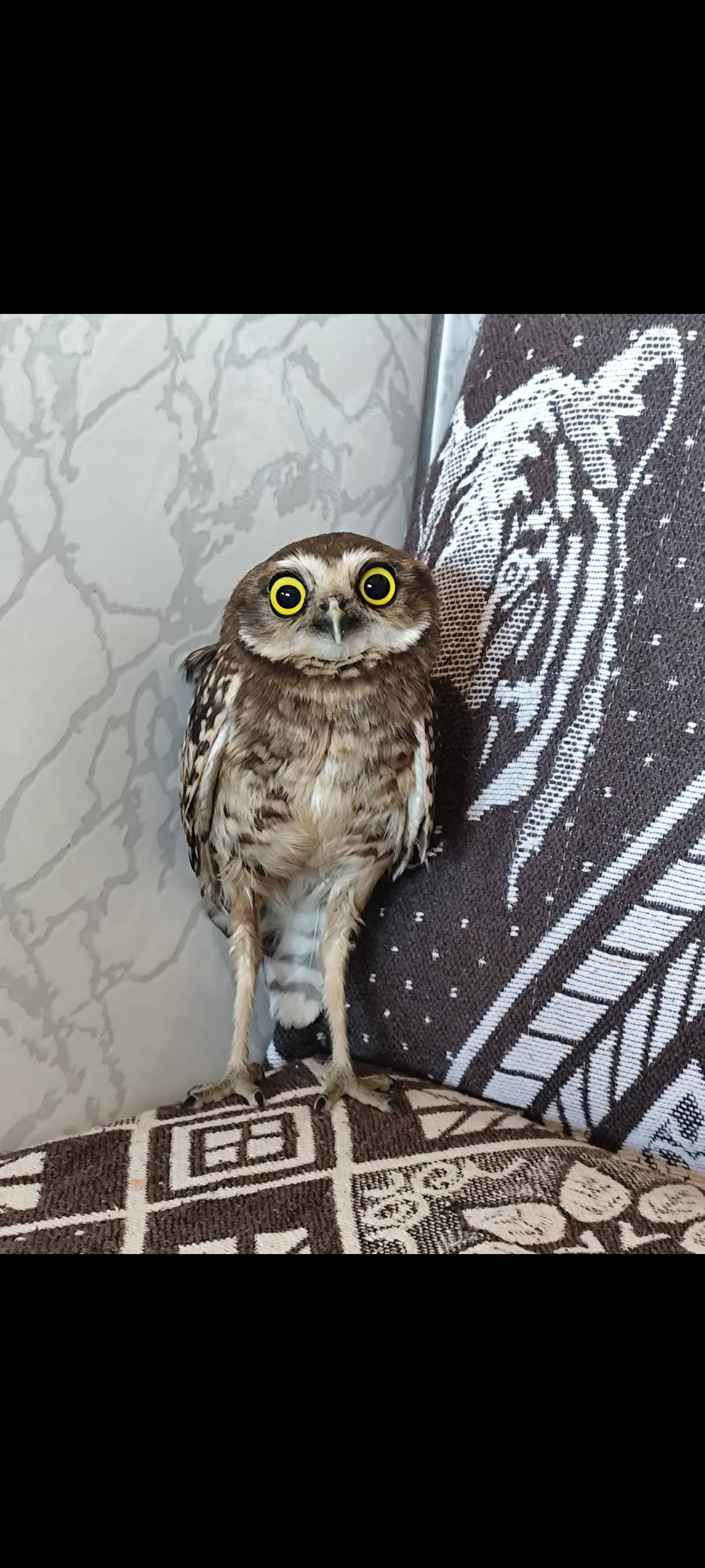 owl様リクエスト YouTube