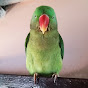ROSY The parrot logo