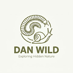 Dan Wild