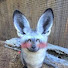 8tfqT2ZfJTQ-channel-avatar-Lisovoe