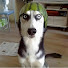 rLWFCoTPyjw-channel-avatar-Pets Crowl