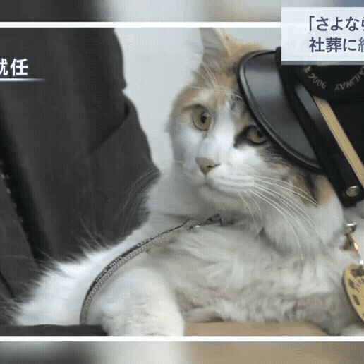 取引猫です。 YouTube