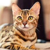 Gato chat 𝟮𝟬𝟮𝟮