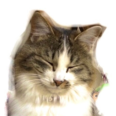 ネコのここちゃん