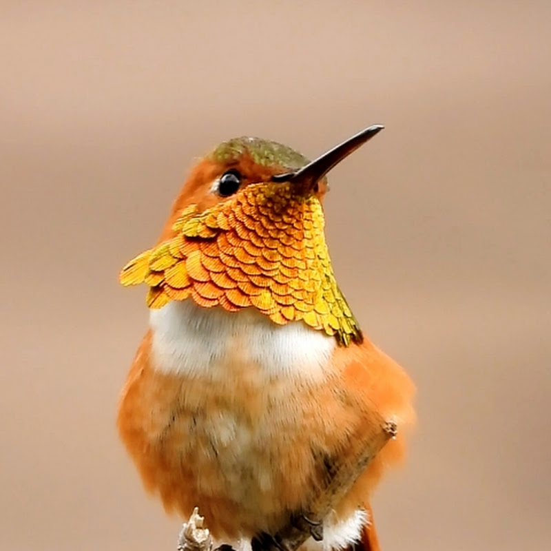 Ellie & hummingbirds