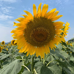 ちぃ