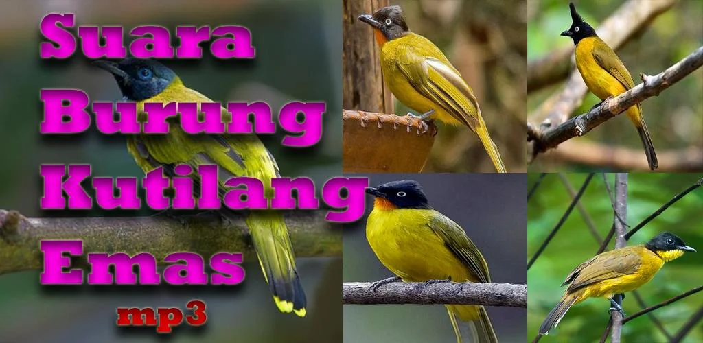 Suara Burung Kutilang Emas Apk For Android Hoki Developer