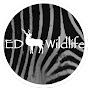 ED Wildlife - @edwildlife2896 - Youtube