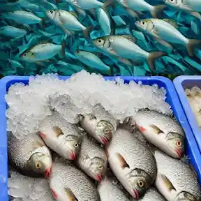 Marvels Fish Research YouTube channel