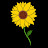 @sunflower_babs2325