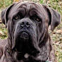 Bruce Banner the Cane Corso logo