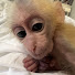 OYXY0-zULhc-channel-avatar-Monkey Champi