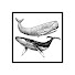 zo4xCKgRXWU-channel-avatar-BALEINE SOUS CACHALOT