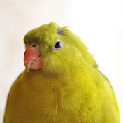 Konstantine R.