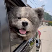 秋田犬長毛カイととーちゃんの物語