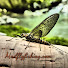 ONk3cGUN_OA-channel-avatar-Madflyfishing - Damien Moretti 