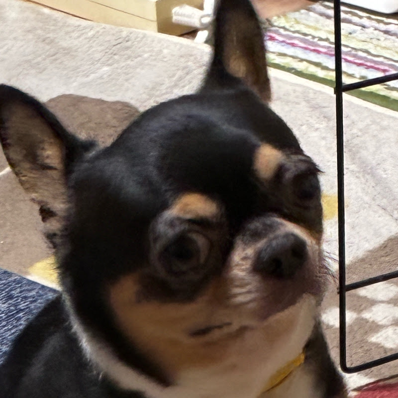 ふじいチャンねる