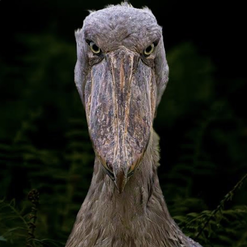 Shoebill Studios