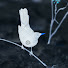1K_DJPwshVU-channel-avatar-Blackbird the White