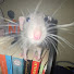 ONo6T6CuAtg-channel-avatar-aesthetic_rat69