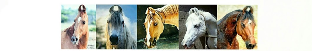 Kathiyavadi Horse Lover Avatar de canal de YouTube