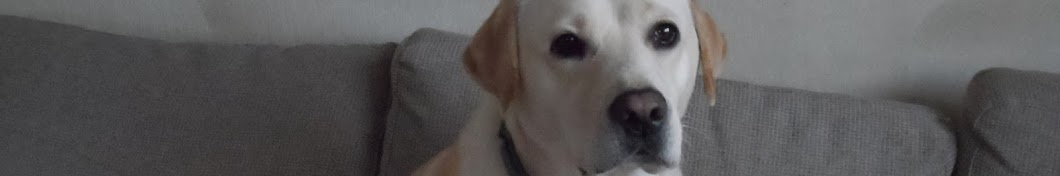 Labrador Missy YouTube channel avatar
