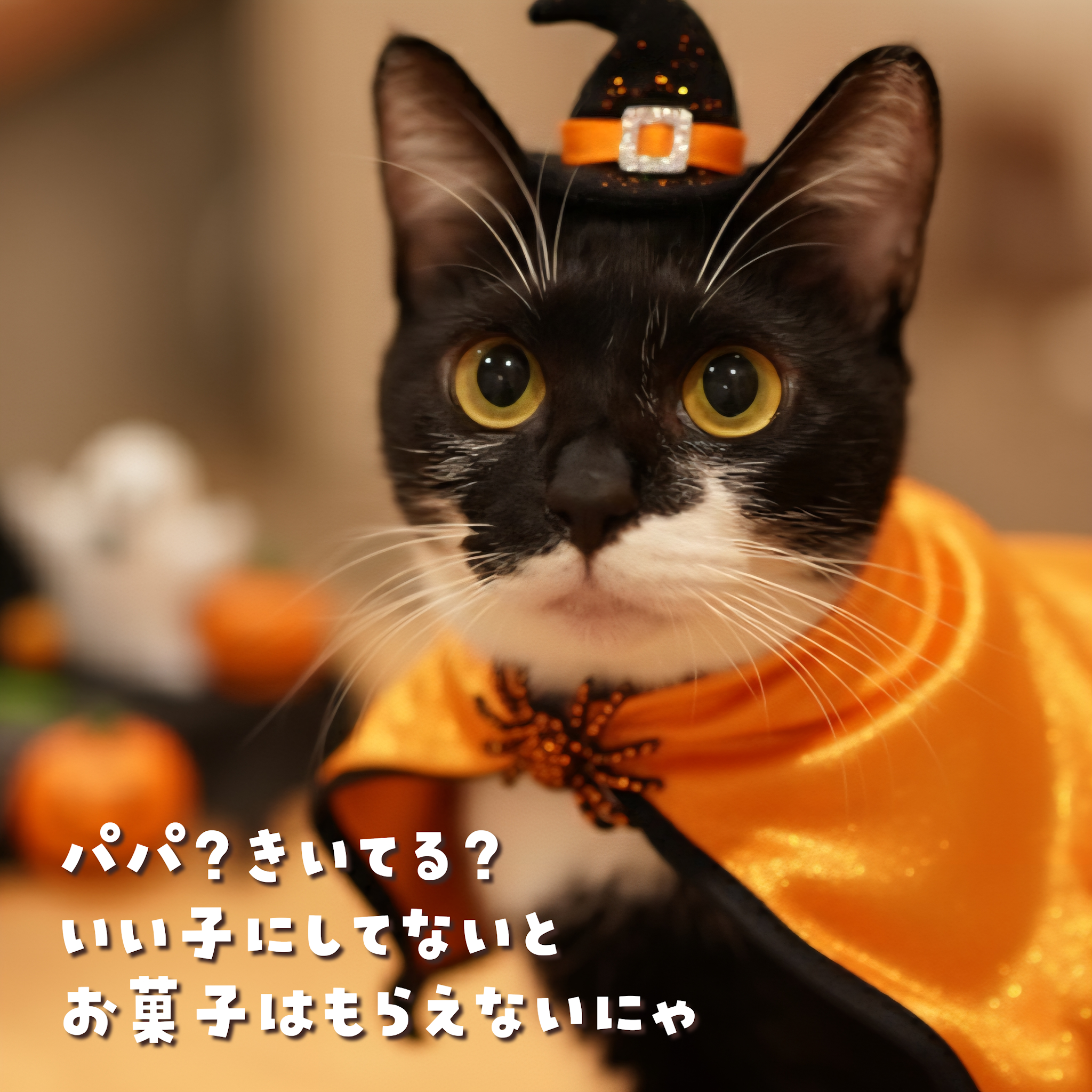 Post from 【にこりら】にこねこのげりら