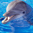 dolphinbeak