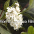 KL2Y2rg1lq4-channel-avatar-FIORI DI SAMBUCO FILM Official - Edizioni Edições