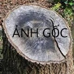 Mất Gốc