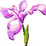 ZpmB34s7uD8-channel-avatar-iris flowers