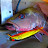 YakkenFishingAdventures, Coffs Harbour Fishing.