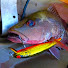 VFjHOBt6TWQ-channel-avatar-YakkenFishingAdventures, Coffs Harbour Fishing.