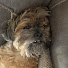 WLCJgGUQucI-channel-avatar-TheDog