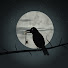 n96sWkWPRSg-channel-avatar-Relatos Bajo Llave