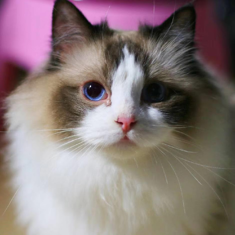 Dream Sound Story Logo