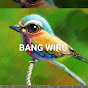 BANG WIRO AVIARY 