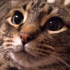 catmania channel avatar