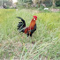 mjvaXxN0ld8-channel-avatar-Wild Chicken Channel