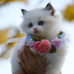 meows