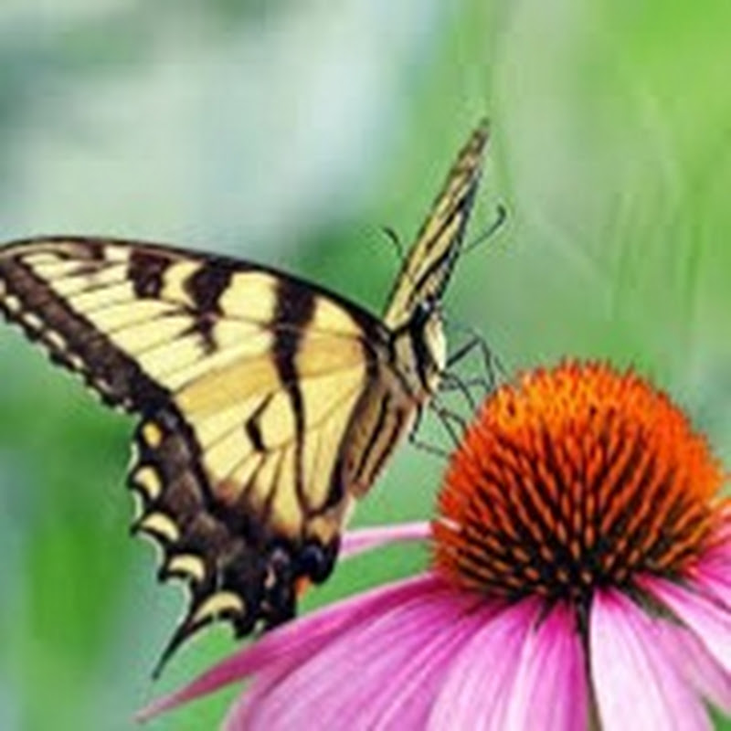 The Butterfly Garden ♪ ♫ 