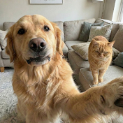 PetsRanking