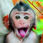 Solo Baby Monkey logo
